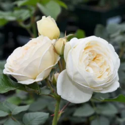 Duftende Strauchrose 'Artemis®', Cremeweiß, Topf 6 Liter 14 Duftende Strauchrose 'Artemis®', Cremeweiß, Topf 6 Liter -Zimmer & Garten Verkäufe 0460500339 Artemis RGB