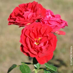 Strauchrose 'Tornella®', Samtrot, Topf 6 Liter