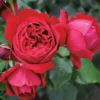 Duftende Strauchrose 'Elbjuwel'® (Meiprehmyr), Karminrot, Topf 6 Liter