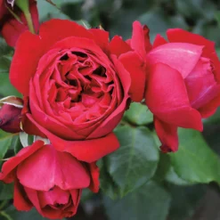 Duftende Strauchrose 'Elbjuwel'® (Meiprehmyr), Karminrot, Topf 6 Liter