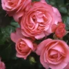 Kletterrose 'Rosanna®', Lachsrosa, Topf 6 Liter