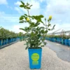 Kletterrose 'Sommergold®', Goldgelb, Topf 6 Liter