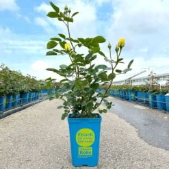 Kletterrose 'Sommergold®', Goldgelb, Topf 6 Liter