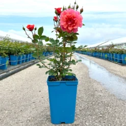 Duftende Kletterrose 'Schloss Bad Homburg®', Lachsrosa, Topf 6 Liter