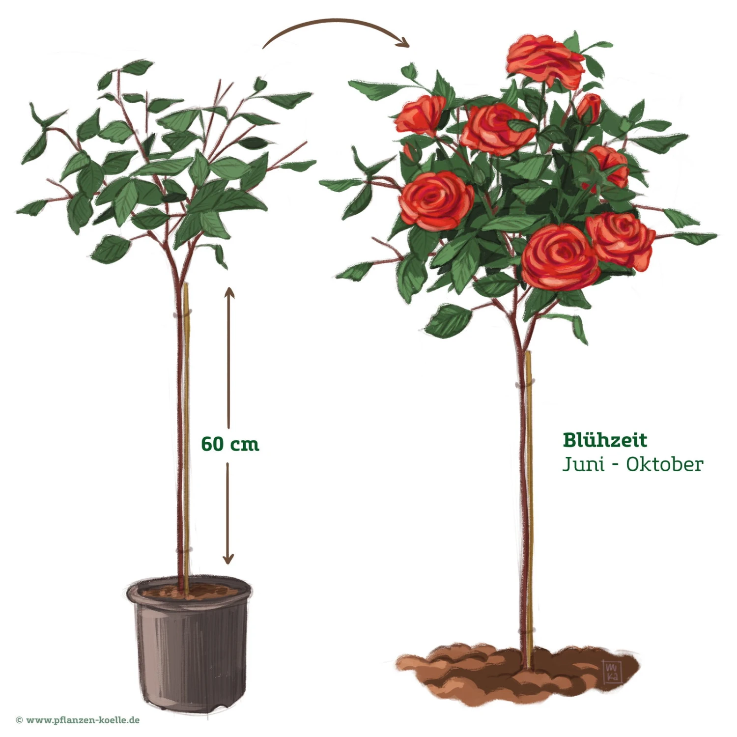 Stammrose 'Bellevue'®, Edelrose, Stammhöhe 60cm Im 7,5 Liter Topf 2 Stammrose 'Bellevue'®, Edelrose, Stammhöhe 60cm Im 7,5 Liter Topf - Image 2