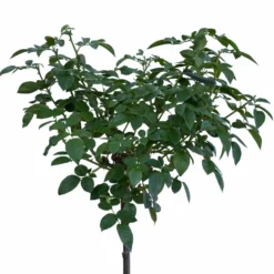 Stammrose 'Hansestadt Rostock®', Beetrose, Stammhöhe 60cm Im 7,5 Liter Topf -Zimmer & Garten Verkäufe 046080055 Hansestadt Rostock 1 115578