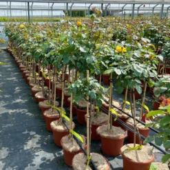 Stammrose 'Westart®', Beetrose, Stammhöhe 60cm Im 7,5 Liter Topf -Zimmer & Garten Verkäufe 0460800603 Westart Halbstamm gelb 4 126513