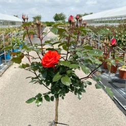 Stammrose 'Westpoint'®, Beetrose, Stammhöhe 60cm Im 7,5 Liter Topf -Zimmer & Garten Verkäufe 0460800666 Westpoint Halbstamm blutorange 1 126516