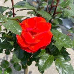 Stammrose 'Westpoint'®, Beetrose, Stammhöhe 60cm Im 7,5 Liter Topf -Zimmer & Garten Verkäufe 0460800666 Westpoint Halbstamm blutorange 2 126515