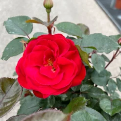 Stammrose 'Kompass'®, Beetrose, Rot, Stammhöhe 60 Cm Im 7,5 Liter Topf -Zimmer & Garten Verkäufe 0460800735 Kompass Halbstamm rot 2 126522