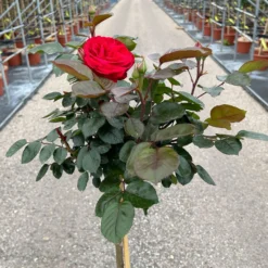 Stammrose 'Kompass'®, Beetrose, Rot, Stammhöhe 60 Cm Im 7,5 Liter Topf -Zimmer & Garten Verkäufe 0460800735 Kompass Halbstamm rot 4 126523