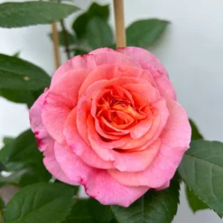 Duftende Edelrose 'Augusta Luise®', Rose-aprikot, Doppelbogen, Topf 10 Liter -Zimmer & Garten Verkäufe 0460850656 rose augusta luise doppelbogen 10 123901