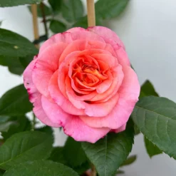 Duftende Edelrose 'Augusta Luise®', Rose-aprikot, Doppelbogen, Topf 10 Liter -Zimmer & Garten Verkäufe 0460850656 rose augusta luise doppelbogen 11 123903