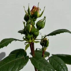 Duftende Edelrose 'Augusta Luise®', Rose-aprikot, Doppelbogen, Topf 10 Liter -Zimmer & Garten Verkäufe 0460850656 rose augusta luise doppelbogen 3 123900