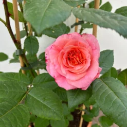 Duftende Edelrose 'Augusta Luise®', Rose-aprikot, Doppelbogen, Topf 10 Liter -Zimmer & Garten Verkäufe 0460850656 rose augusta luise doppelbogen 9 123902