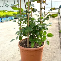 Beetrose 'Westpoint'®, Blutorange, Doppelbogen, Topf 10 Liter -Zimmer & Garten Verkäufe 0460850981 rose westpoint doppelbogen 3 124044