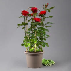 Beetrose 'Westpoint'®, Blutorange, Doppelbogen, Topf 10 Liter -Zimmer & Garten Verkäufe 0460850981 rose westpoint premium doppelbogen 3 t 125106