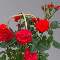 Beetrose 'Westpoint'®, Blutorange, Doppelbogen, Topf 10 Liter -Zimmer & Garten Verkäufe 0460850981 rose westpoint premium doppelbogen 3 125107