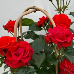 Beetrose 'Westpoint'®, Blutorange, Doppelbogen, Topf 10 Liter -Zimmer & Garten Verkäufe 0460850981 rose westpoint premium doppelbogen 5 124618