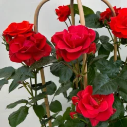 Beetrose 'Westpoint'®, Blutorange, Doppelbogen, Topf 10 Liter -Zimmer & Garten Verkäufe 0460850981 rose westpoint premium doppelbogen 6 124620