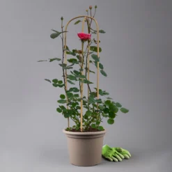 Duftende Edelrose "Käthchen Von Heilbronn"®, Doppelbogen, Topf 7,5 Liter -Zimmer & Garten Verkäufe 0460851079 rose kaetchen von heilbronn premium doppelbogen 3 t 125109