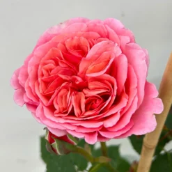 Duftende Edelrose "Käthchen Von Heilbronn"®, Doppelbogen, Topf 7,5 Liter -Zimmer & Garten Verkäufe 0460851079 rose kaetchen von heilbronn premium doppelbogen 4 124621