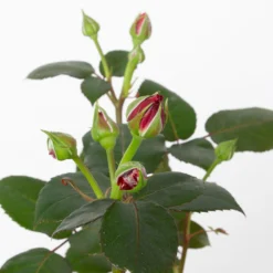 Duftende Edelrose 'Charisma'® Magentarot, Doppelbogen, Topf 7,5 Liter -Zimmer & Garten Verkäufe 0460851081 charisma 2 124812