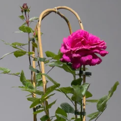 Duftende Edelrose 'Bellevue'®, Purpur-rot, Doppelbogen, Topf 7,5 Liter -Zimmer & Garten Verkäufe 0460851101 rose bellevue doppelbogen 1 124099