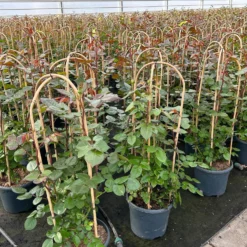 Duftende Edelrose 'Bellevue'®, Purpur-rot, Doppelbogen, Topf 7,5 Liter -Zimmer & Garten Verkäufe 0460851101 rose bellevue doppelbogen1 124624