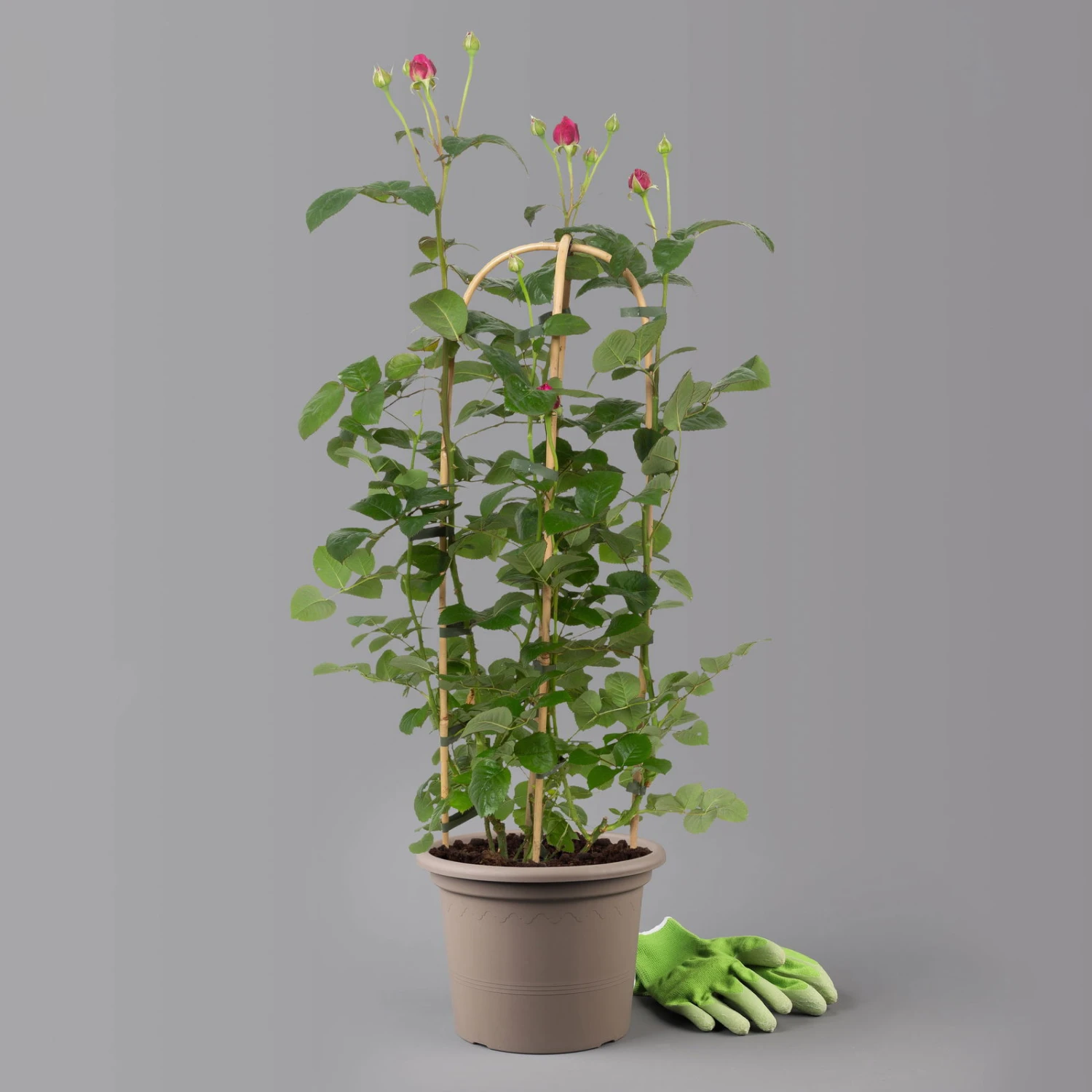 Duftende Edelrose 'Laudatio'®, Purpur-pinkviolett, Doppelbogen, Topf 7,5 Liter 2 Duftende Edelrose 'Laudatio'®, Purpur-pinkviolett, Doppelbogen, Topf 7,5 Liter - Image 2