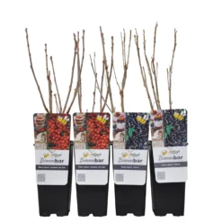 Johannisbeeren 'Rot/Schwarz', 4er-Set, Topf Je 2 Liter -Zimmer & Garten Verkäufe 0480850430 Johannisbeeren Set ROTSCHWARZ 4er Set Co 2 lt WEB 3 89593