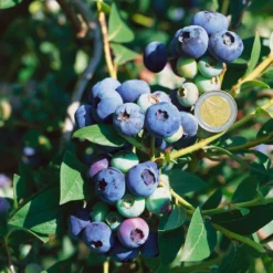 Heidelbeeren 'Darrow', 4er-Set, Höhe Ca. 35 Cm, Topf 2 Liter