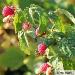Zwerg-Himbeere Summer Lovers® 'Patio Red', 5 L Topf -Zimmer & Garten Verkäufe 0480900167 Summer Lovers Patio Red Sommerhimbeere 1 neu 91947