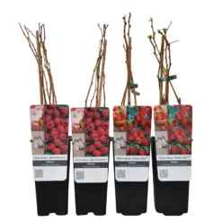 Herbsthimbeeren, Blissy® Autumn Bliss + Zefa 3, 4er-Set, Topf Je 2 Liter -Zimmer & Garten Verkäufe 0480900186 Herbst Himbeeren Autumn BlissZefa 3 Co 2 lt WEB 4 89610