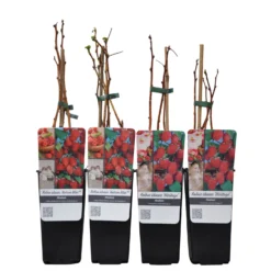 Herbsthimbeeren, 'Blissy® Autumn Bliss' + 'Heritage', 4er-Set, Topf Je 2 Liter -Zimmer & Garten Verkäufe 0480900203 Herbsthimbeeren Autumn Blis Heritage 4er Set Co 2 lt WEB 2 89622