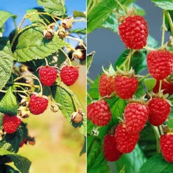 Herbsthimbeeren, 'Blissy® Autumn Bliss' + 'Heritage', 4er-Set, Topf Je 2 Liter