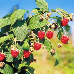 Herbsthimbeeren, 'Blissy® Autumn Bliss' + 'Heritage', 4er-Set, Topf Je 2 Liter -Zimmer & Garten Verkäufe 0480900203 Herbsthimbeeren Autumn Bliss Heritage 4er Set1 76452