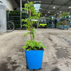 Gelbe Zwerghimbeere Lowberry® 'Goodasgold' , 5 L Topf -Zimmer & Garten Verkäufe 0480900237 zwerghimbeere goodasgold 1 124052