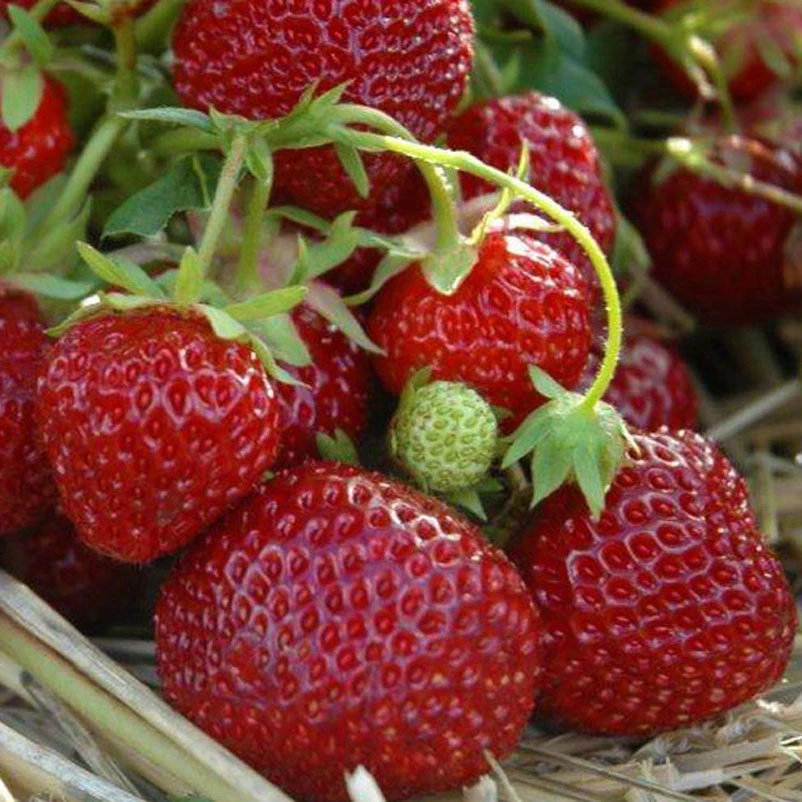 6er-Set Erdbeere Hummi® 'Praline', Je Im 9 Cm Topf 1 6er-Set Erdbeere Hummi® 'Praline', Je Im 9 Cm Topf