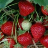 6er-Set Hummi® Erdbeere, Fragaria X Ananassa 'Rimona', Topf-Ø 9 Cm