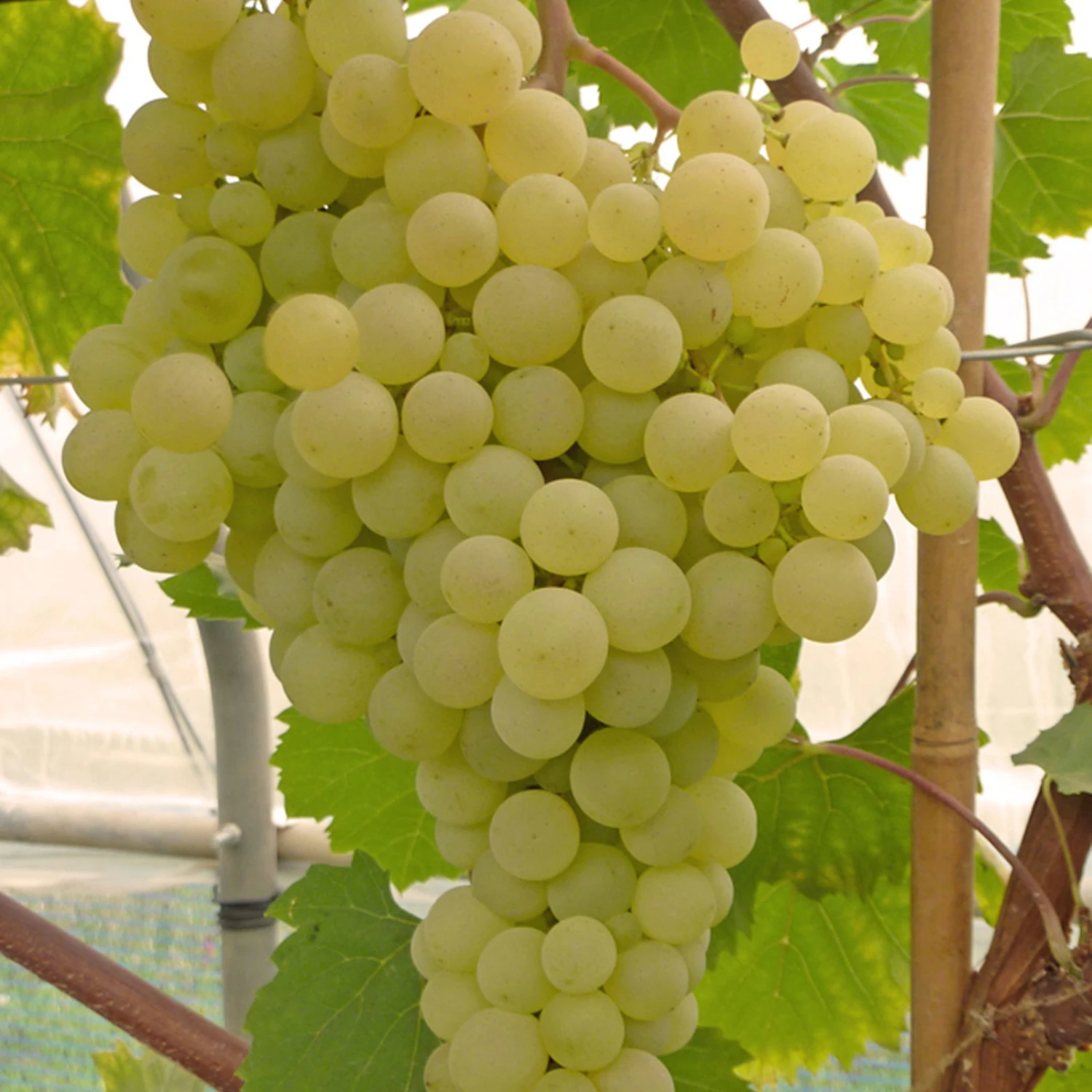 Kernarme Tafeltraube 'Stefanie'(S) 1 Kernarme Tafeltraube 'Stefanie'(S)