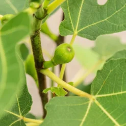 Feige 'Firoma'®, 2er-Set, Höhe 40-60 Cm, Topf 5 Liter -Zimmer & Garten Verkäufe 0480940150 Ficus carica Firoma 2er Set 1 99282