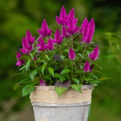 Federbusch 'Deep Purple' Lila, Topf-Ø 17 Cm, 2er-Set -Zimmer & Garten Verkäufe 0610103088 Celosia argentea T17 Deep Purple H42 74299