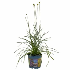 Craspedia Gelb, Topf-Ø 12 Cm, Höhe Ca. 25 Cm -Zimmer & Garten Verkäufe 0610103620 Craspedia Golf Beauty gelb 3er Set 1 114073