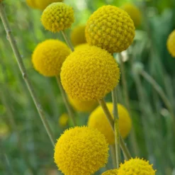 Craspedia Gelb, Topf-Ø 12 Cm, Höhe Ca. 25 Cm -Zimmer & Garten Verkäufe 0610103620 Craspedia Golf Beauty gelb H25 3er Set1 111412