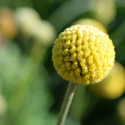 Craspedia Gelb, Topf-Ø 12 Cm, Höhe Ca. 25 Cm -Zimmer & Garten Verkäufe 0610103620 Craspedia Golf Beauty gelb H25 3er Set2 111411