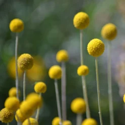 Craspedia Gelb, Topf-Ø 12 Cm, Höhe Ca. 25 Cm -Zimmer & Garten Verkäufe 0610103620 Craspedia Golf Beauty gelb H25 3er Set3 111410