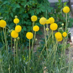 Craspedia Gelb, Topf-Ø 12 Cm, Höhe Ca. 25 Cm -Zimmer & Garten Verkäufe 0610103620 Craspedia Golf Beauty gelb H25 3er Set4 111409