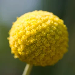 Craspedia Gelb, Topf-Ø 12 Cm, Höhe Ca. 25 Cm -Zimmer & Garten Verkäufe 0610103620 Craspedia Golf Beauty gelb H25 3er Set5 111408