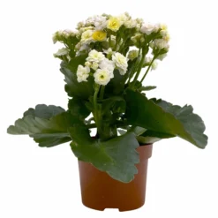 Kalanchoe 'Mozaic', Wechselfarbig, Topf-Ø 12 Cm, Höhe Ca. 22 Cm, 6er-Set -Zimmer & Garten Verkäufe 0610103650 Outdoor Kalanchoe Mozaic wechselfarbig 6er Set 2 113821